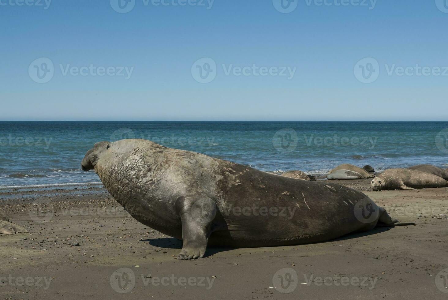 Male elephant seal, Peninsula Valdes, Patagonia, Argentina photo