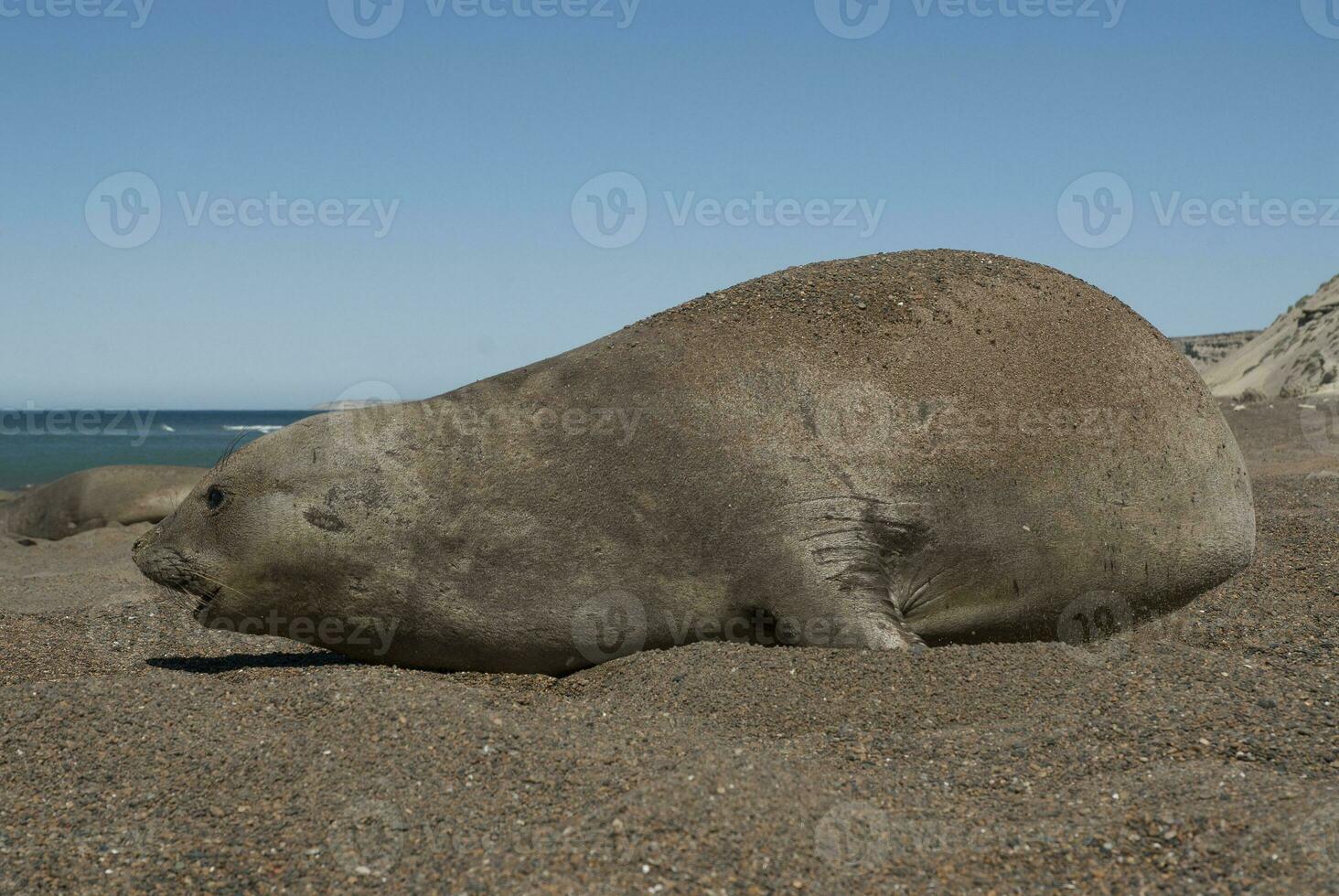 mujer elefante sello, península Valdés, Patagonia, argentina foto