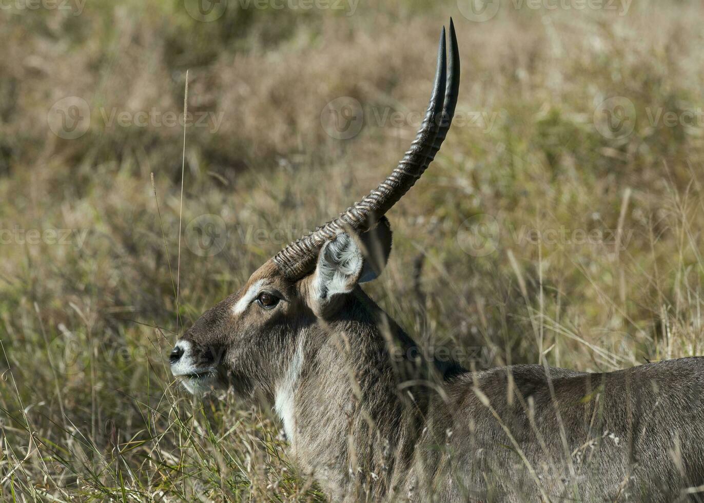 Greater kudu, Kruger National Park, South Africa photo