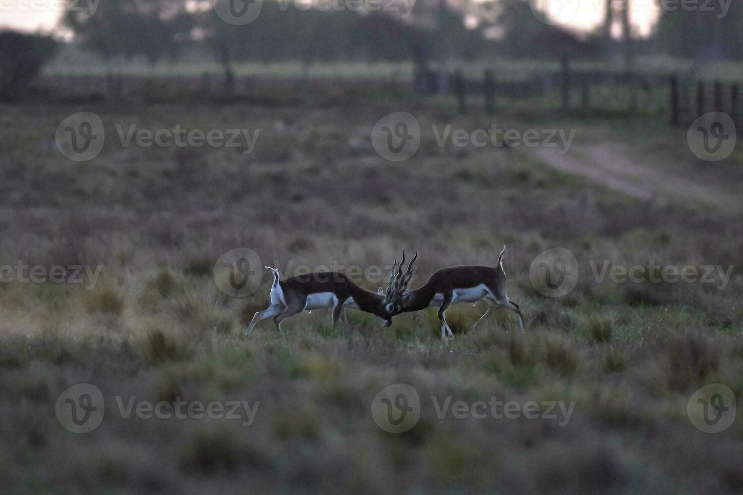 Male Blackbuck Antelope in Pampas plain environment, La Pampa province, Argentina photo
