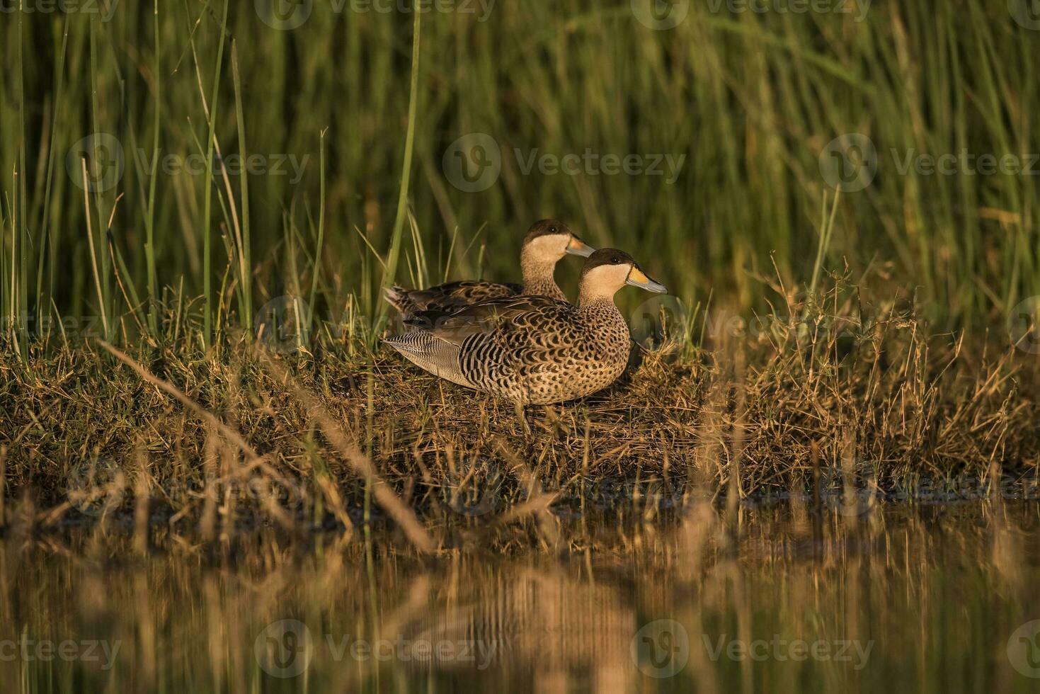 Silver Teal, Spatula versicolor, in lagoon environment, La Pampa, Argentina. photo