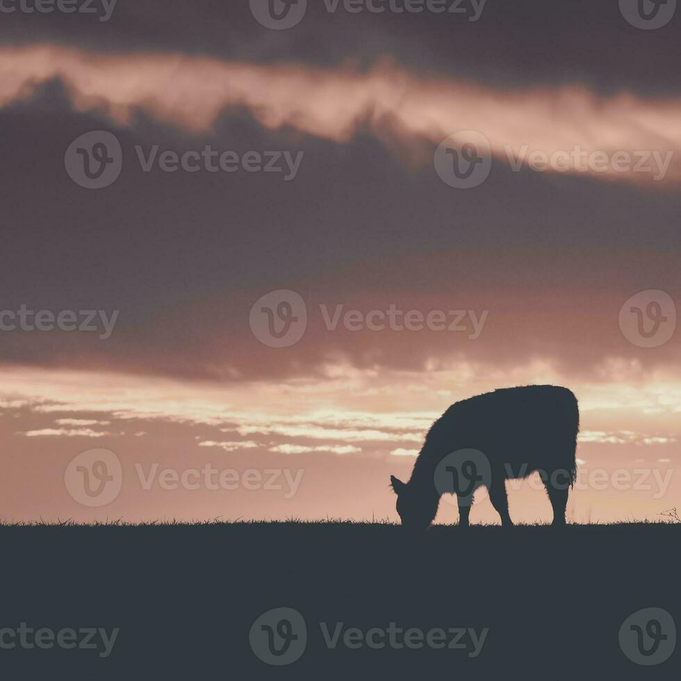 Cows fed  grass, in countryside, Pampas, Patagonia,Argentina photo