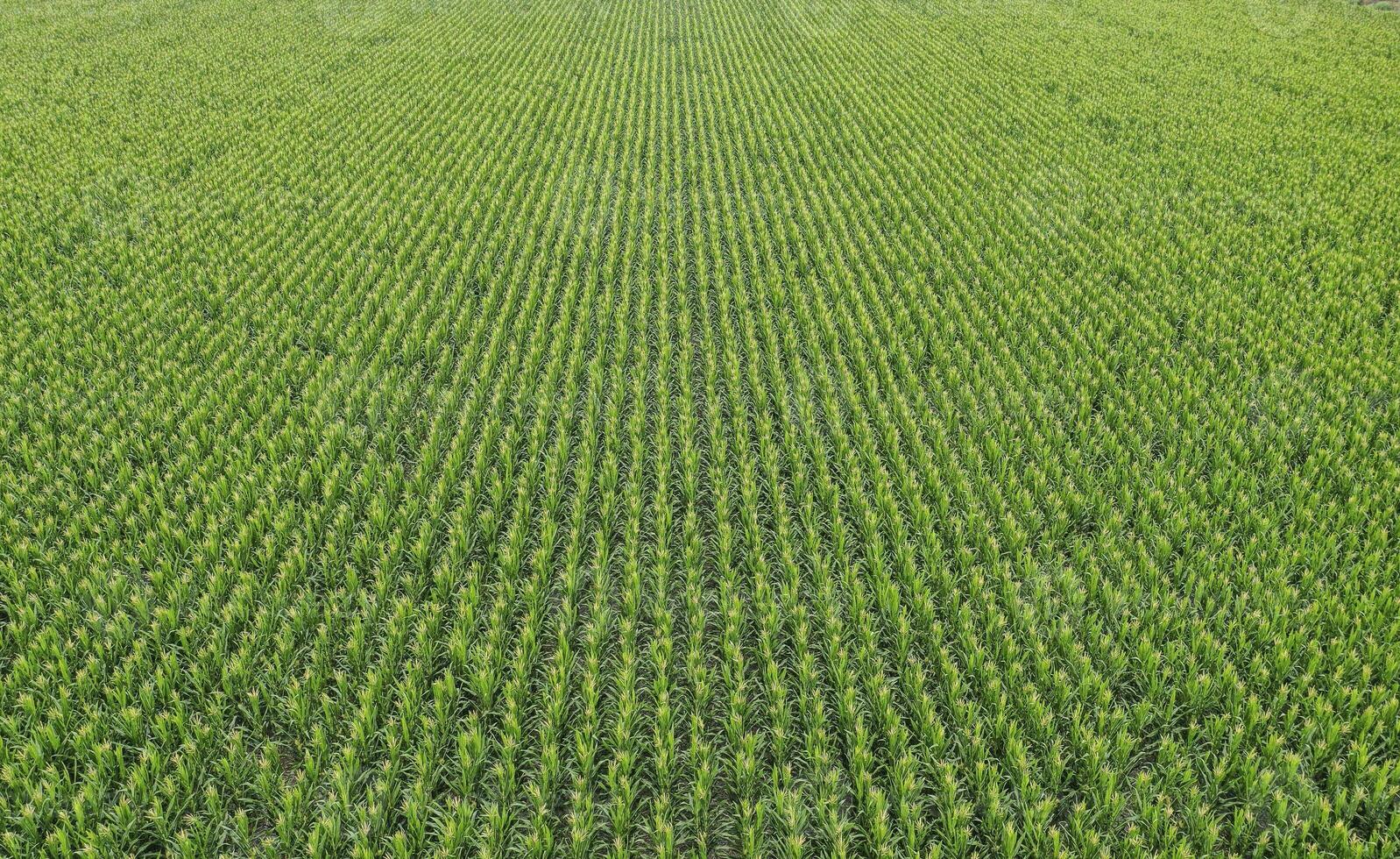 Sunflower cultivation, Aerial view, in pampas region, Argentina photo