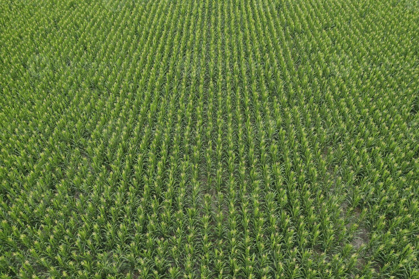 Sunflower cultivation, Aerial view, in pampas region, Argentina photo