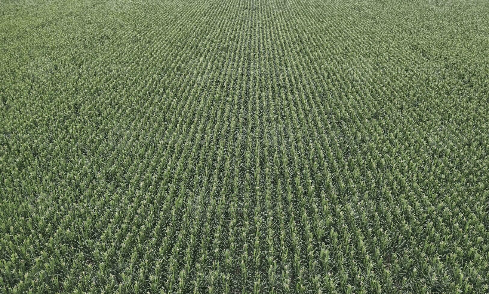Sunflower cultivation, Aerial view, in pampas region, Argentina photo