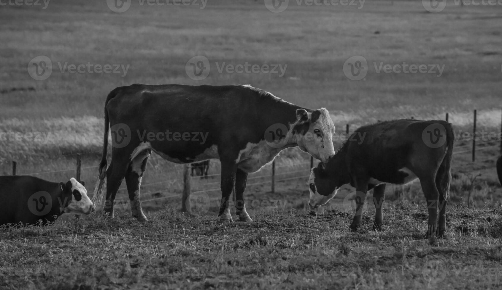 Cattle and calf in Argentine countryside,La Pampa Province, Argentina. photo
