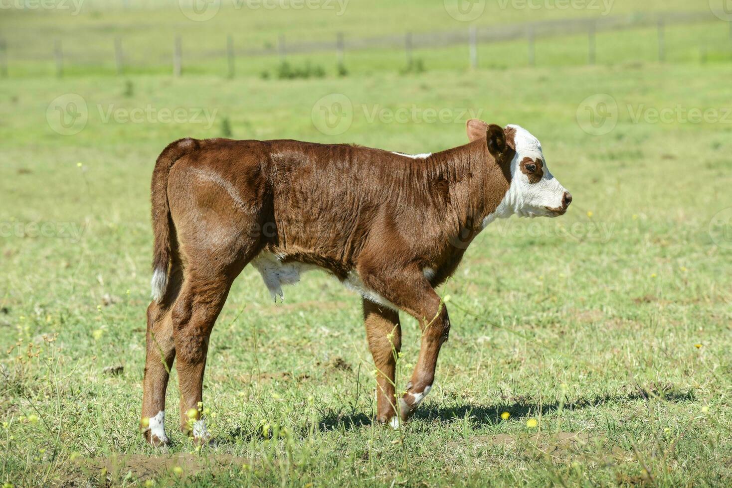 Cow calf in Argentine countryside,La Pampa Province, Argentina. photo