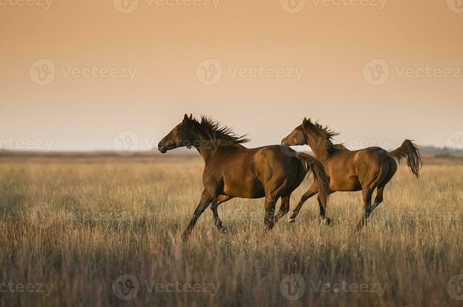 Horse silhouette at sunset, in the coutryside, La Pampa, Argentina. photo