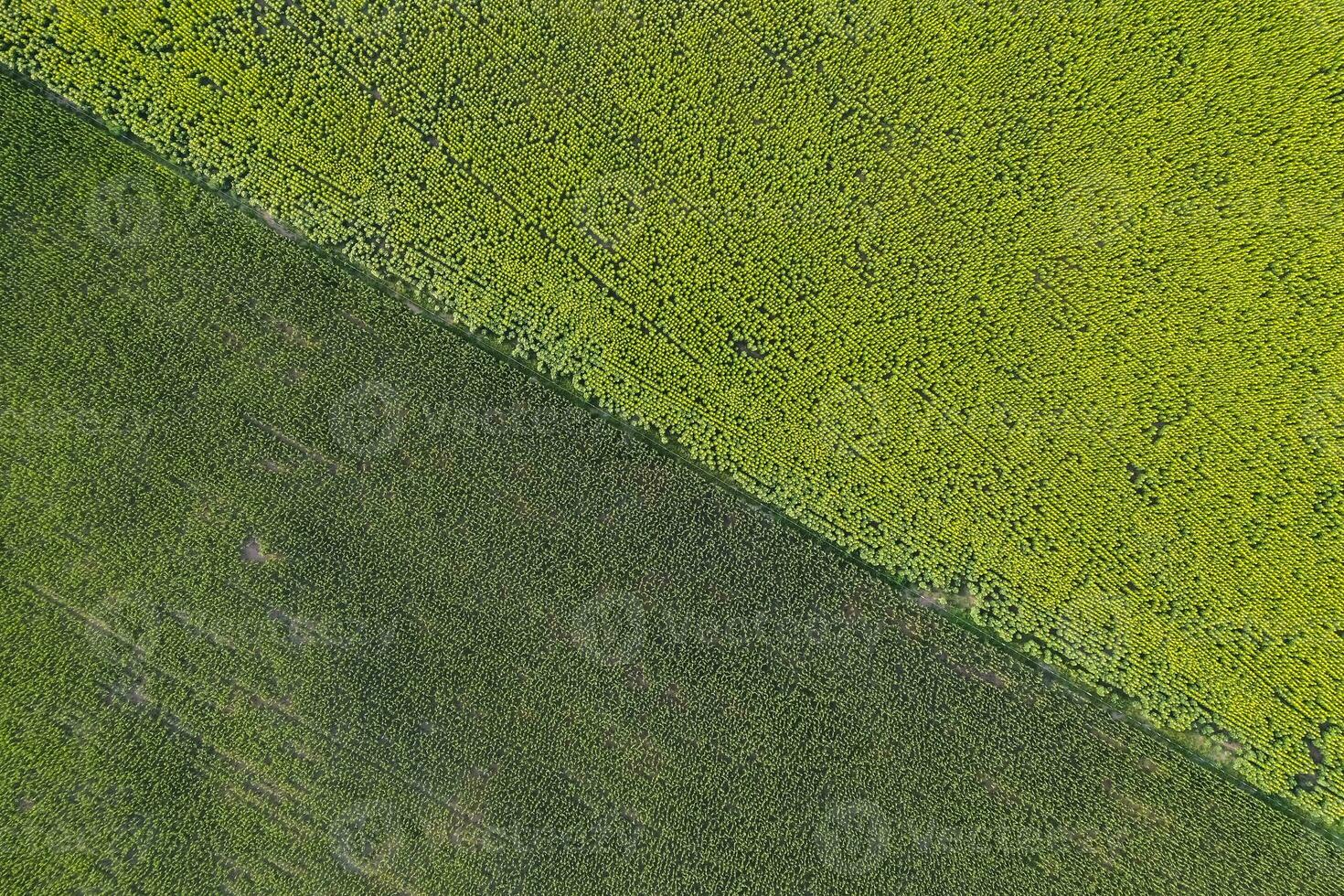 Sunflower cultivation, Aerial view, in pampas region, Argentina photo