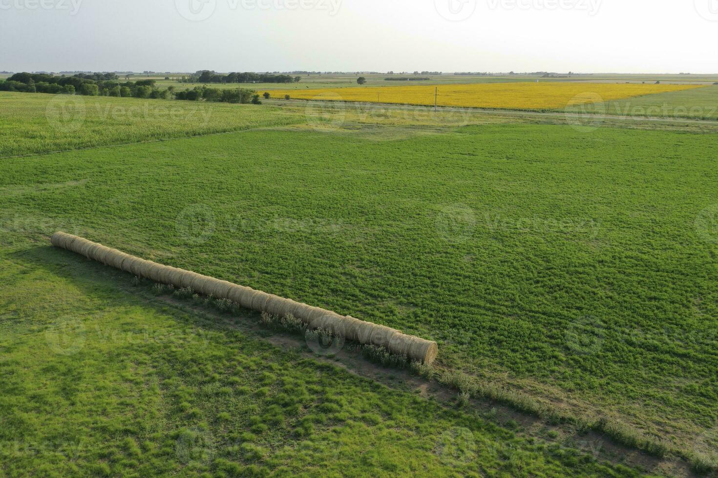 Bale of grass in the countryside, Buenos Aires Province, Argentina photo