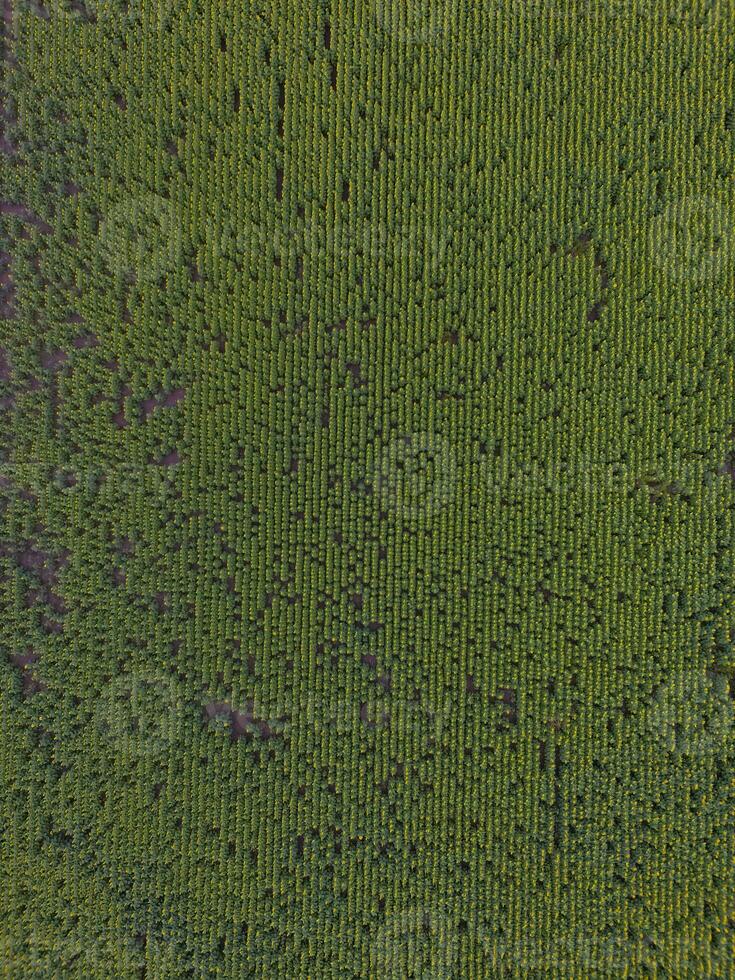 Sunflower cultivation, Aerial view, in pampas region, Argentina photo