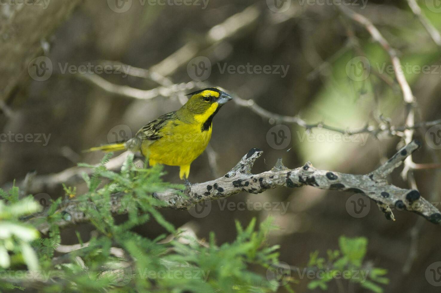 Yellow Cardinal, Gubernatrix cristata, Endangered species in La Pampa, Argentina photo