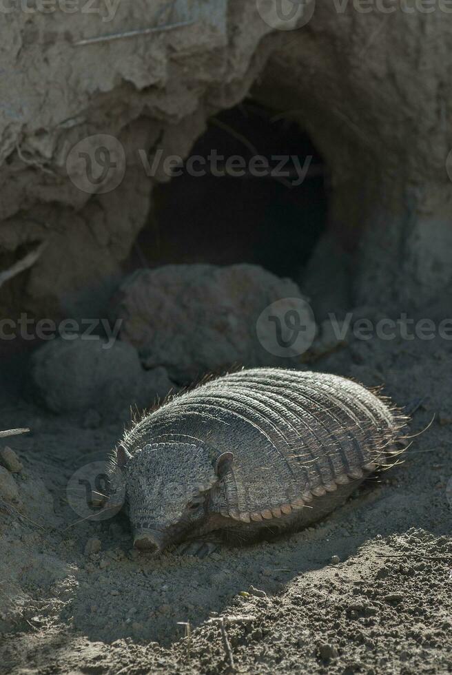 Hairy Armadillo, in desert environment, Peninsula Valdes, Patagonia, Argentina photo