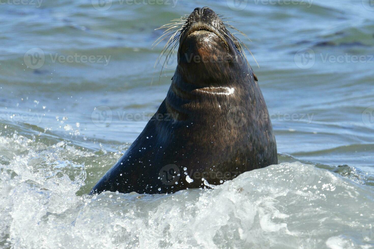 masculino mar león , Patagonia, argentina foto