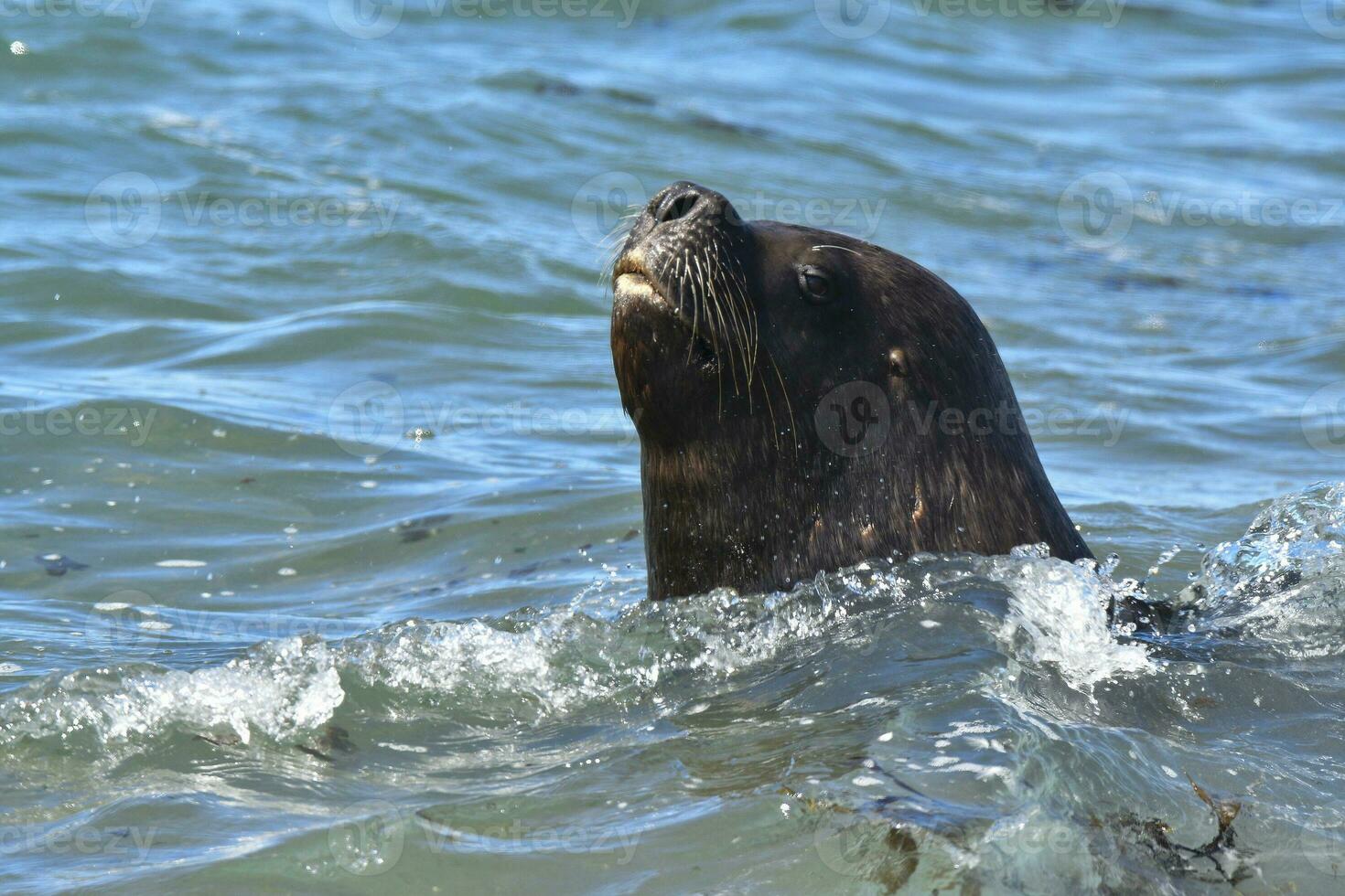 masculino mar león , Patagonia, argentina foto