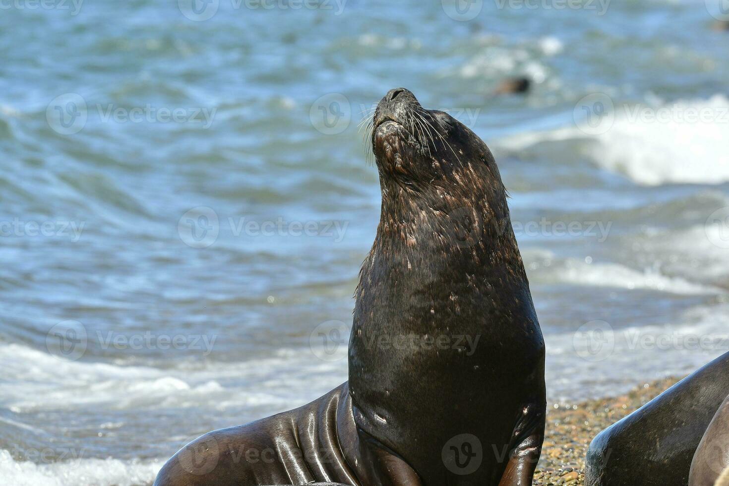 Male Sea Lion , Patagonia, Argentina photo