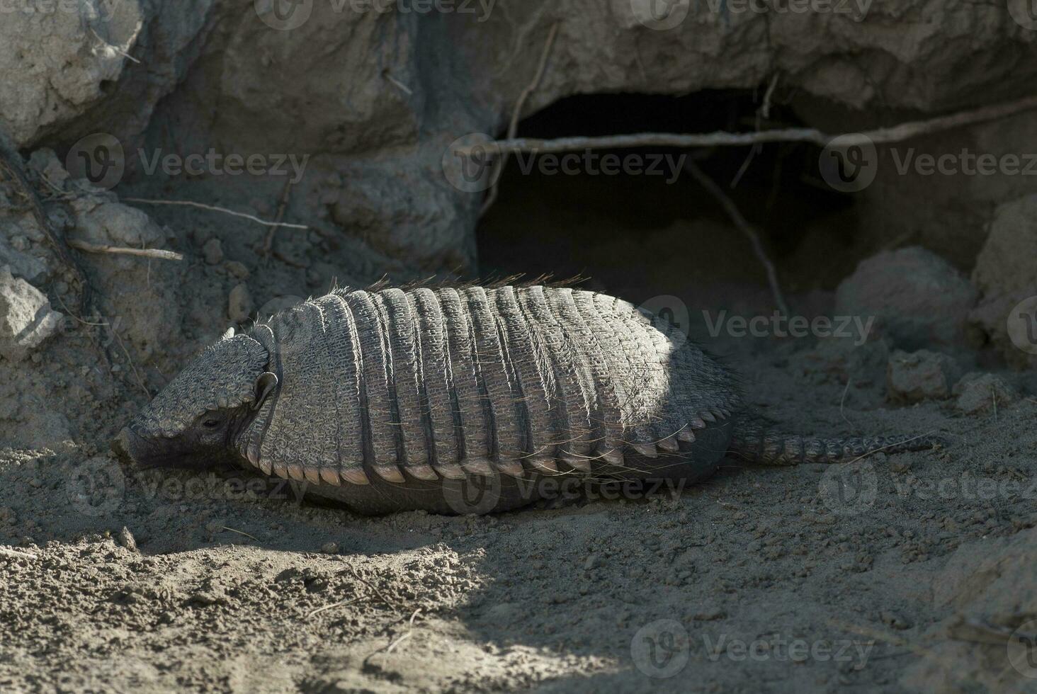 Hairy Armadillo, in desert environment, Peninsula Valdes, Patagonia, Argentina photo