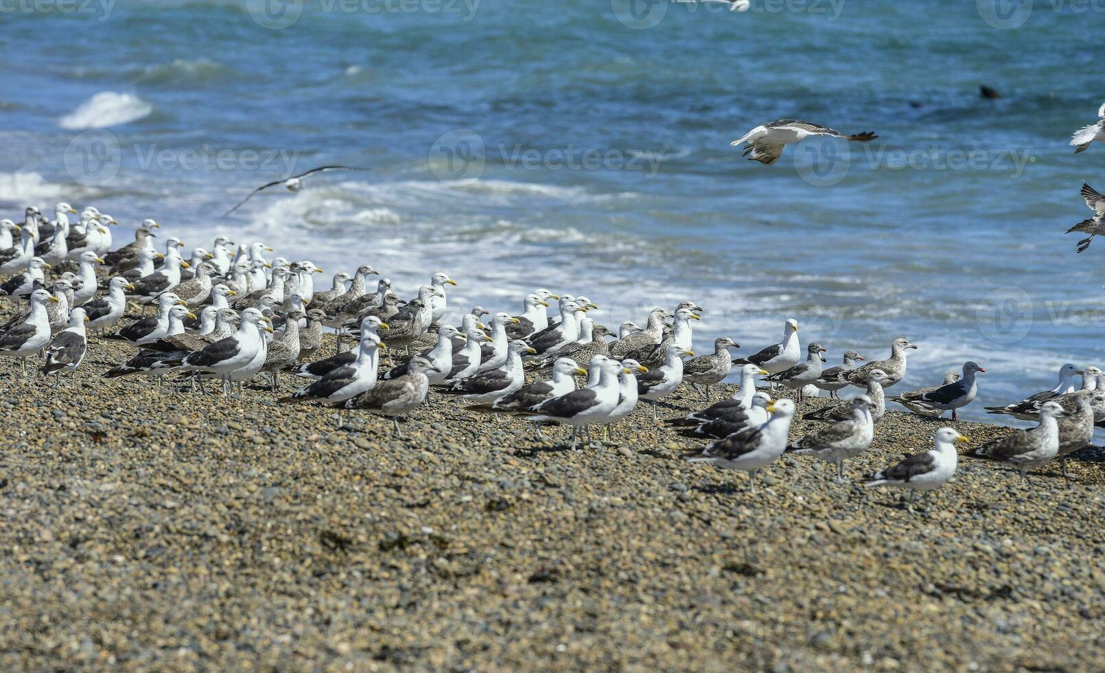 Kelp Gull flock on a beach,Patagonia, Argentina. photo
