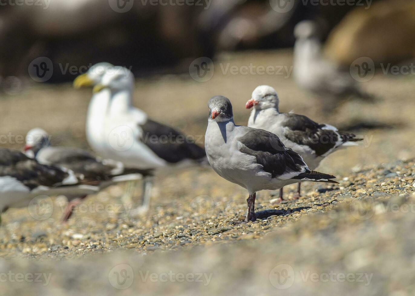 Dolphin Gull in the beach, Patagonia Argentina. photo