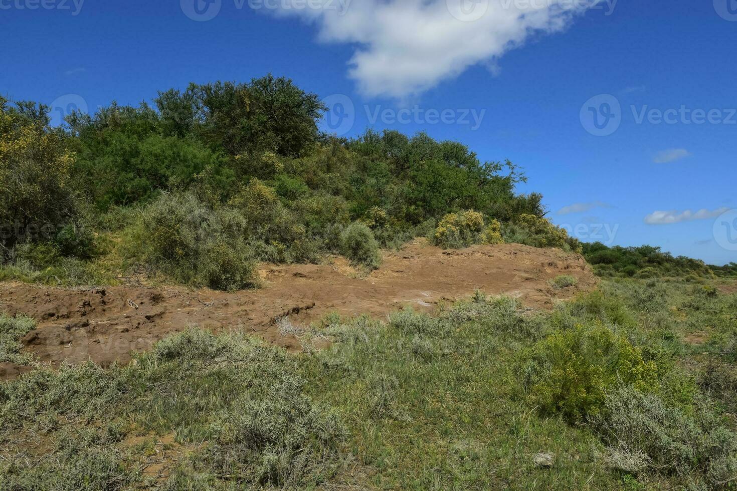 Calden forest grass landscape,  La Pampa province, Patagonia, Argentina. photo