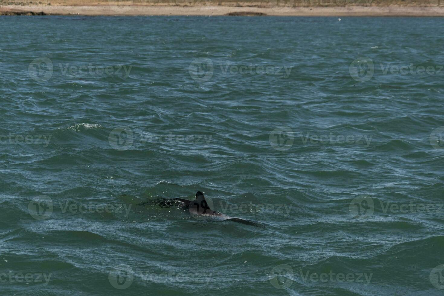 Commerson dolphin swimming, Patagonia , Argentina. photo