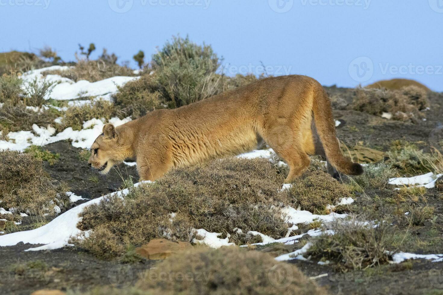 Puma caminando en montaña ambiente, torres del paine nacional parque, Patagonia, Chile. foto