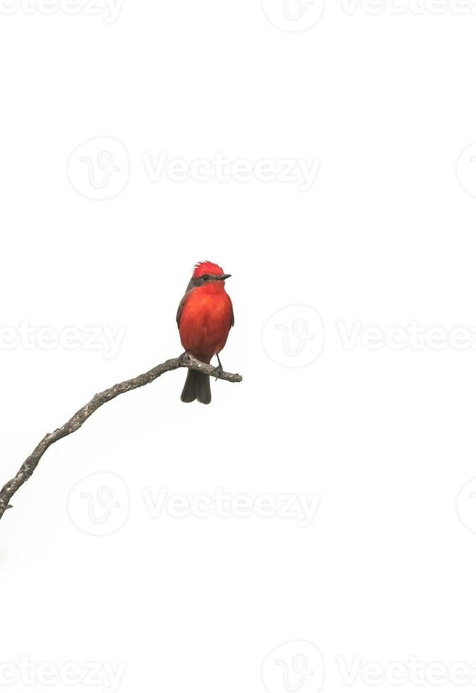 Vermilion Flycatcher perched,Pyrocephalus rubinus, La Pampa, Argentina photo