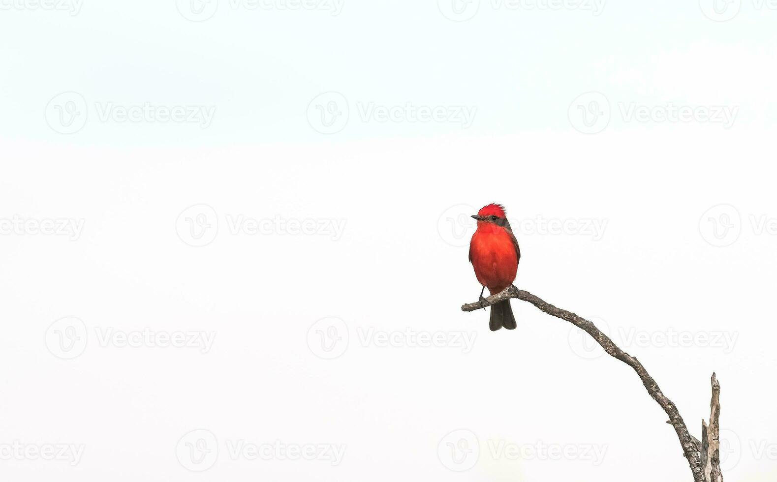 Vermilion Flycatcher perched,Pyrocephalus rubinus, La Pampa, Argentina photo