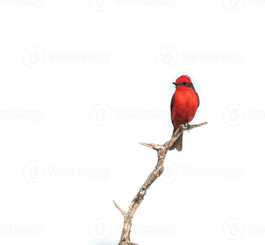 Vermilion Flycatcher perched,Pyrocephalus rubinus, La Pampa, Argentina photo