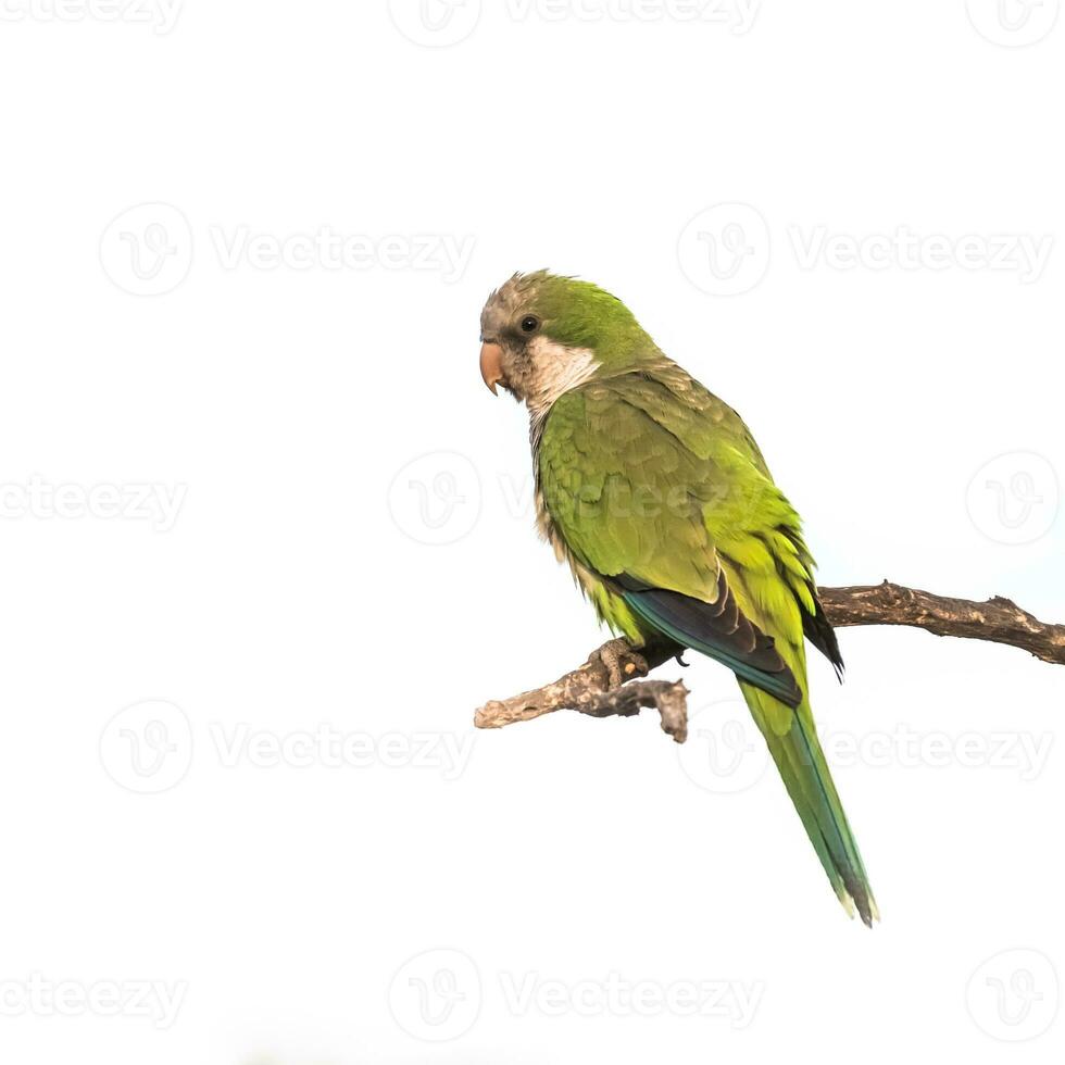 Parakeet perched on a branch of Calden , La Pampa, Patagonia, Argentina photo