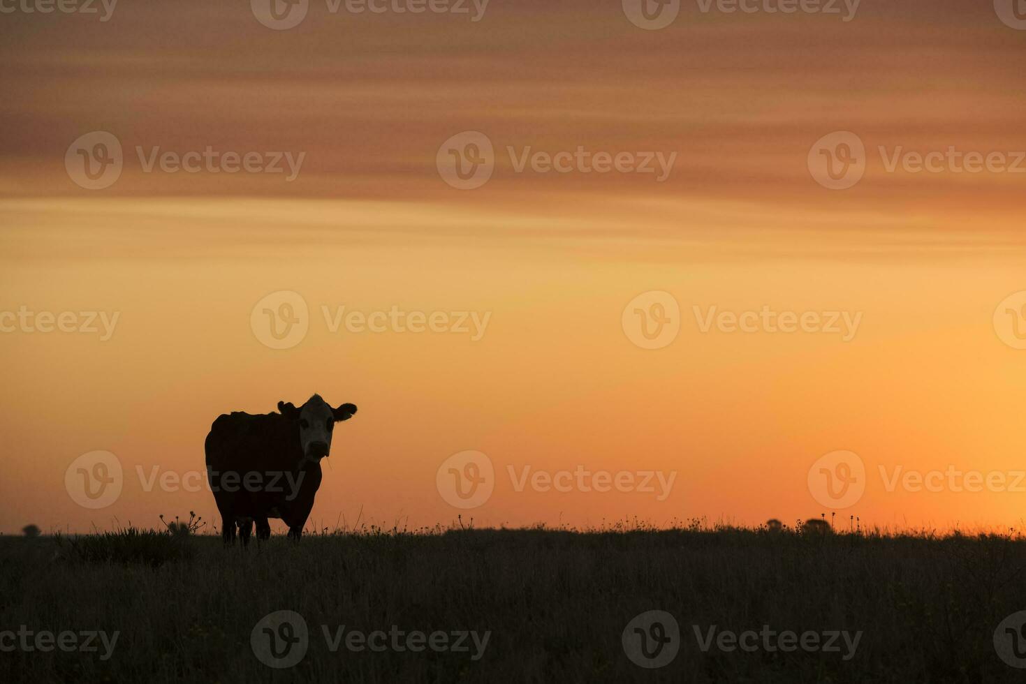 Cows fed  grass, in countryside, Pampas, Patagonia,Argentina photo