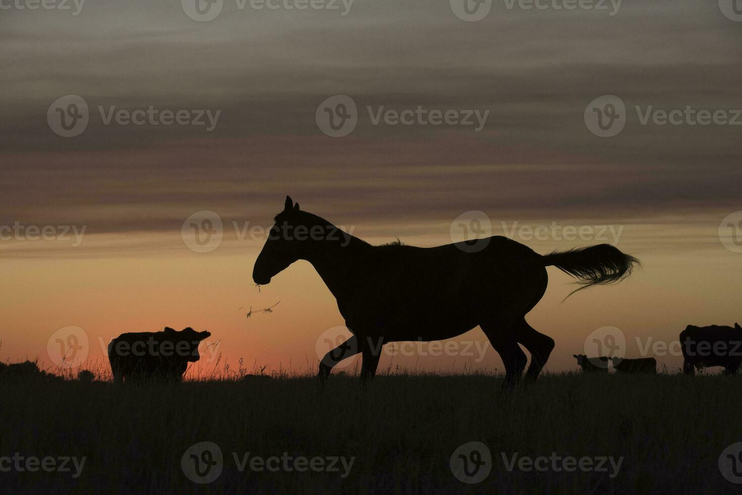 Horse silhouette at sunset, in the coutryside, La Pampa, Argentina. photo