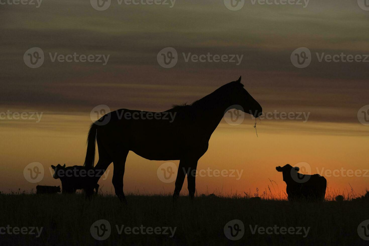 Horse silhouette at sunset, in the coutryside, La Pampa, Argentina. photo