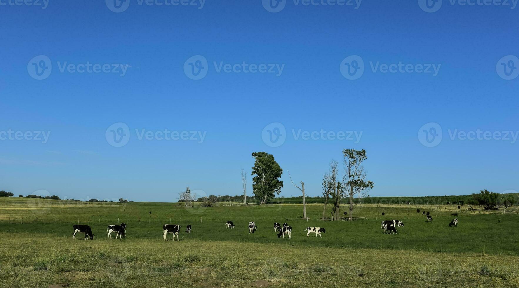 Cattle in Argentine countryside,La Pampa Province, Argentina. photo
