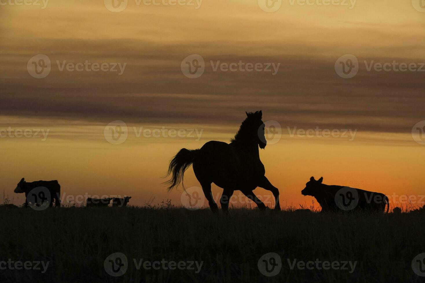 Horse silhouette at sunset, in the coutryside, La Pampa, Argentina. photo