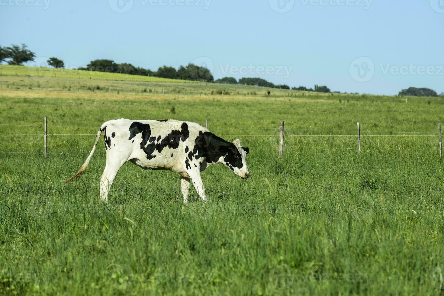 Cattle calf in Pampas countryside, Patagonia, Argentina. photo