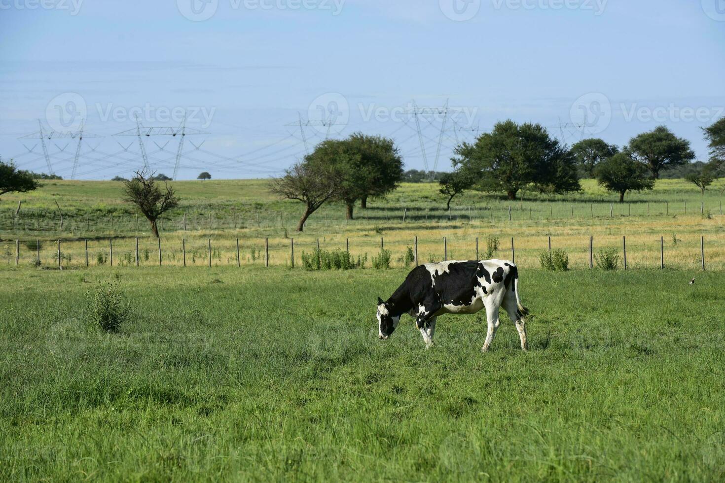 vaca pantorrillas en el campo, buenos aires provincia, argentina. foto