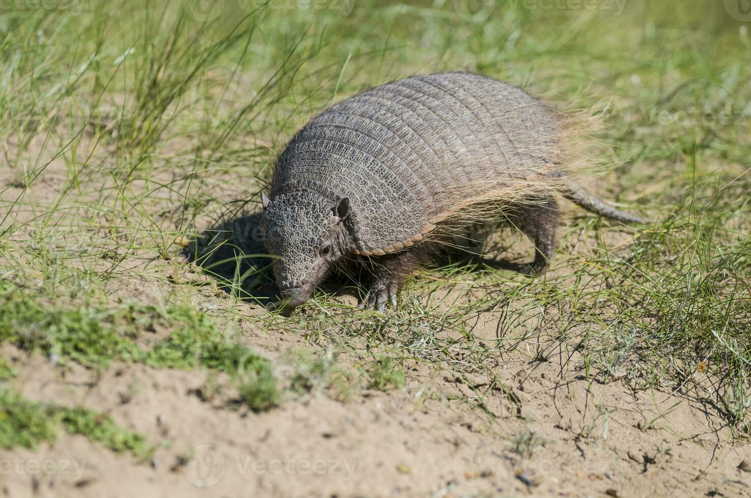 Hairy Armadillo, in grassland environment, Peninsula Valdes, Patagonia, Argentina photo