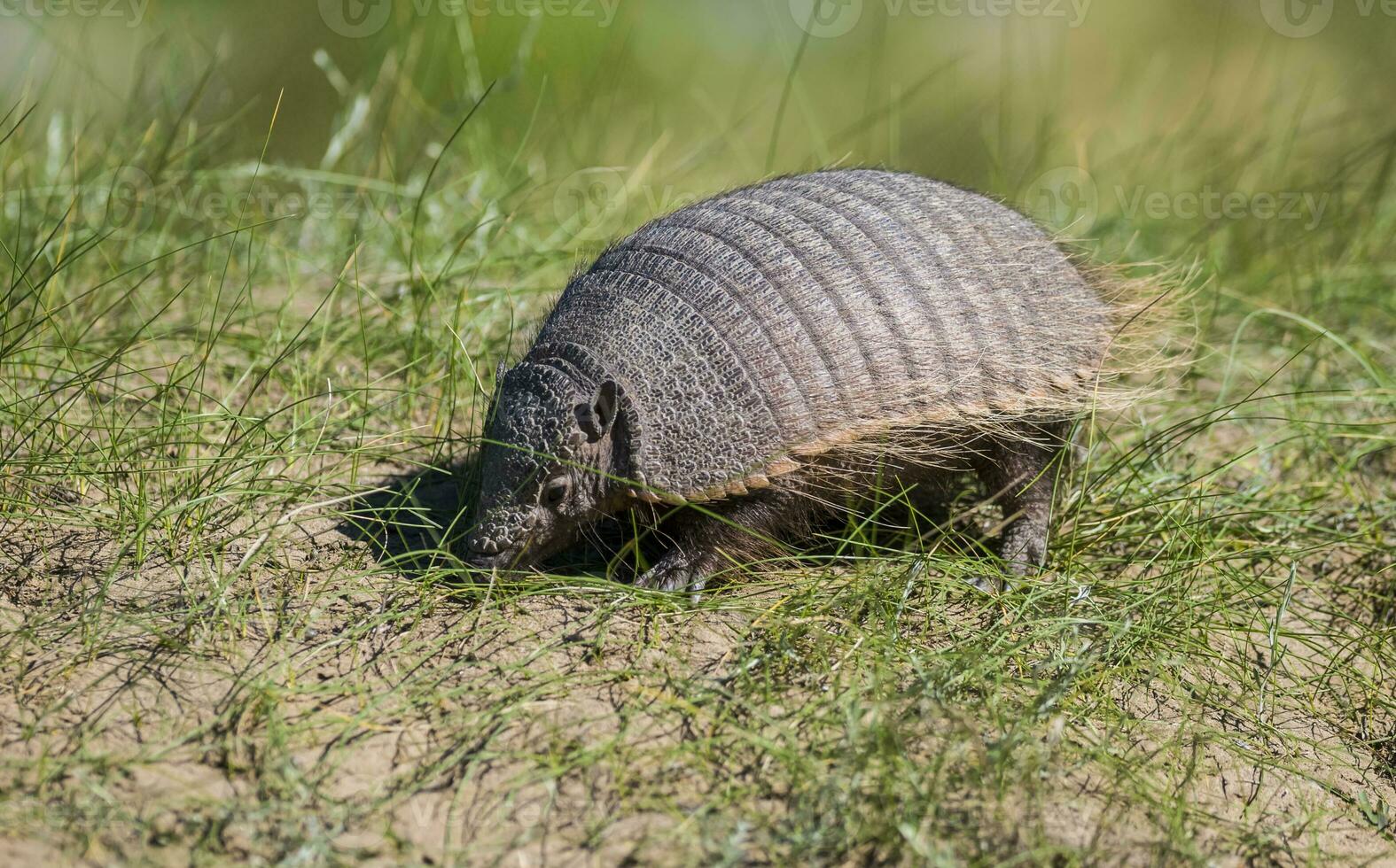 Hairy Armadillo, in grassland environment, Peninsula Valdes, Patagonia, Argentina photo