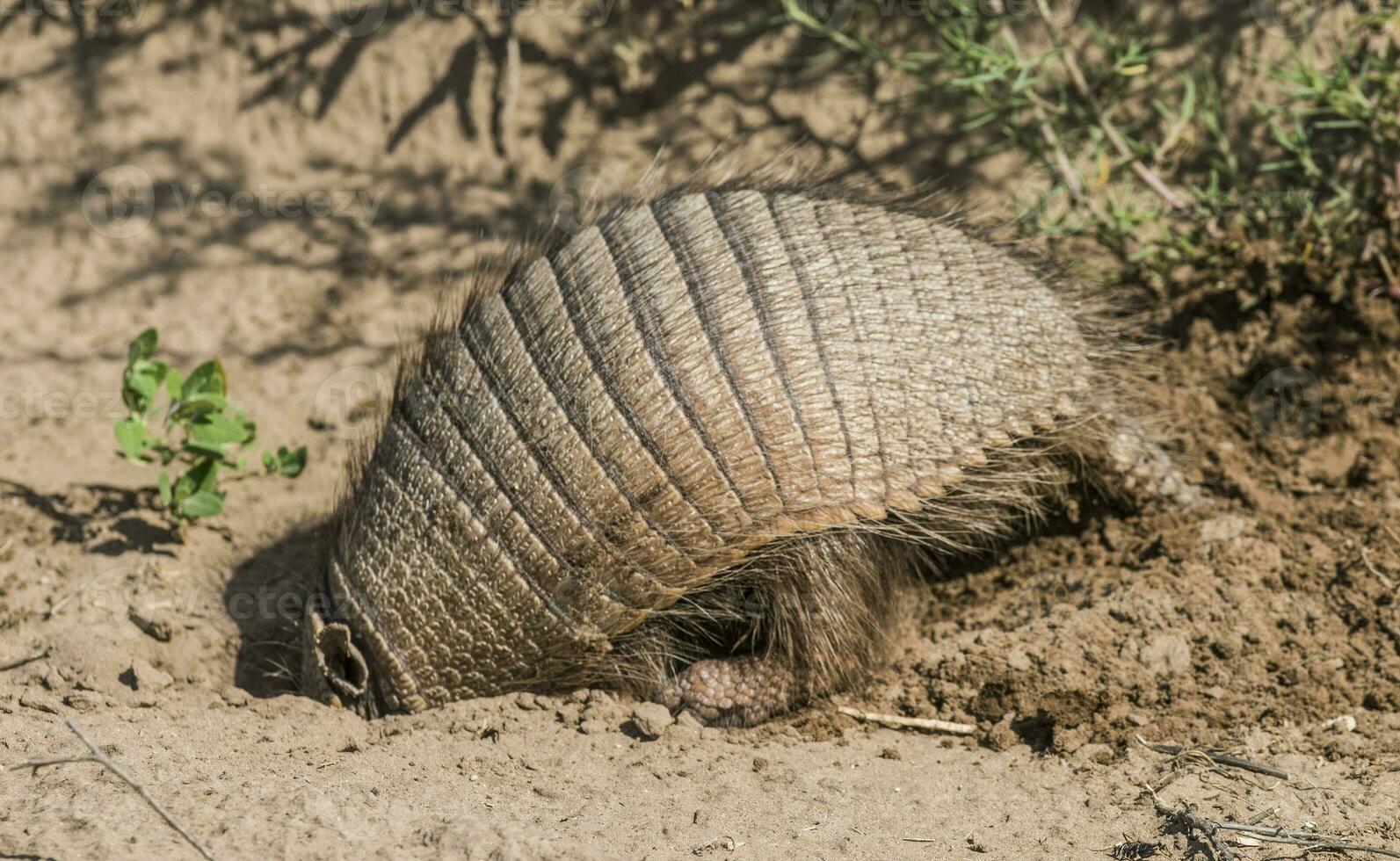 Armadillo digging his burrow, La Pampa , Patagonia, Argentina. photo