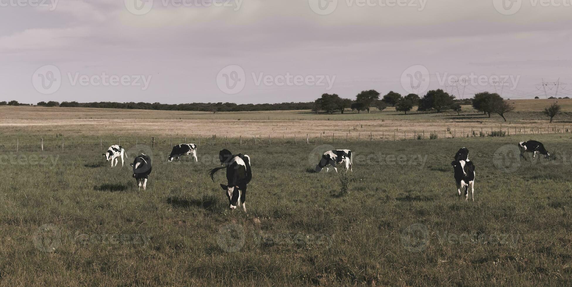 Cattle in Argentine countryside,La Pampa Province, Argentina. photo