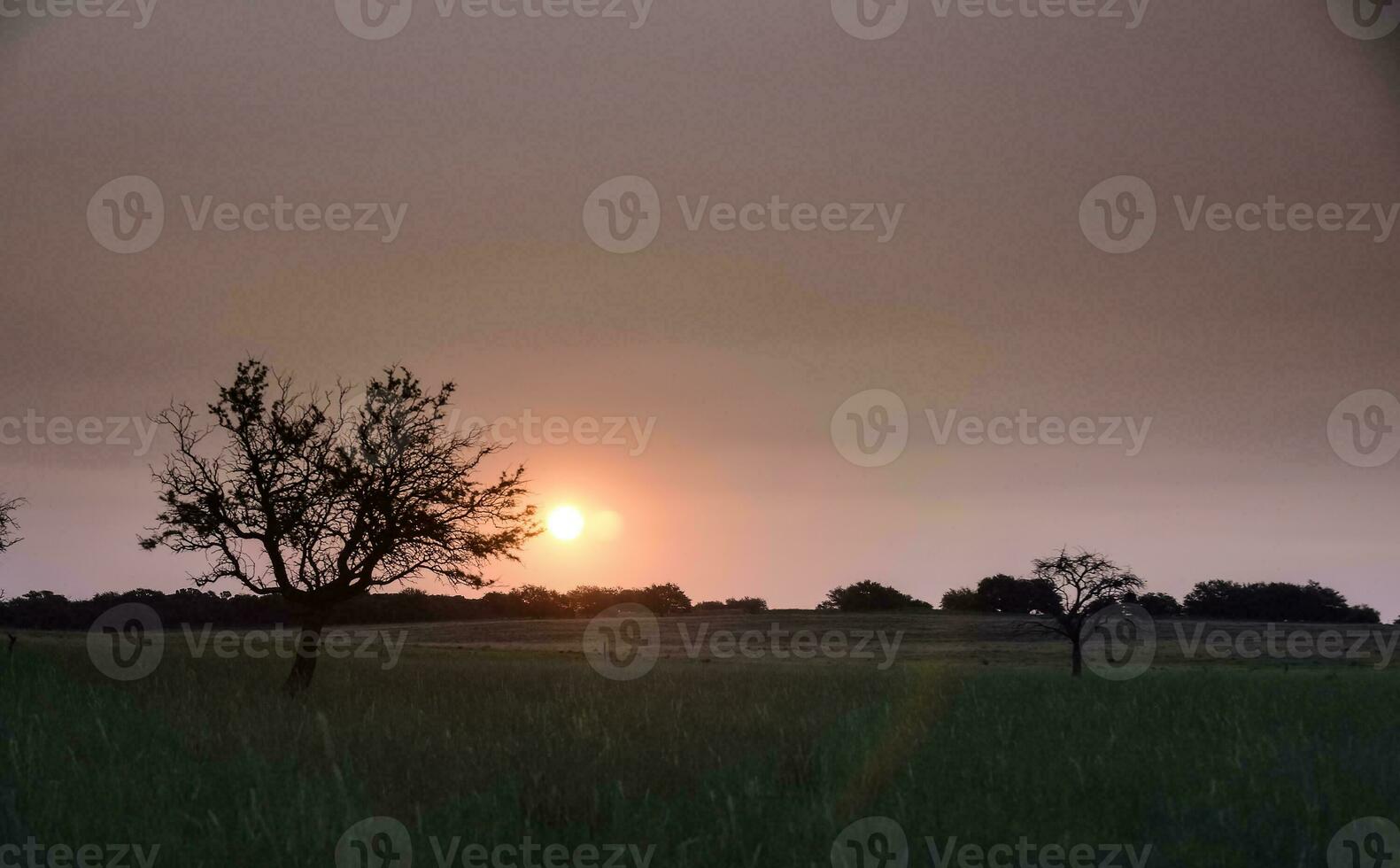 Lonely tree in La Pampa at sunset, Patagonia,Argentina photo