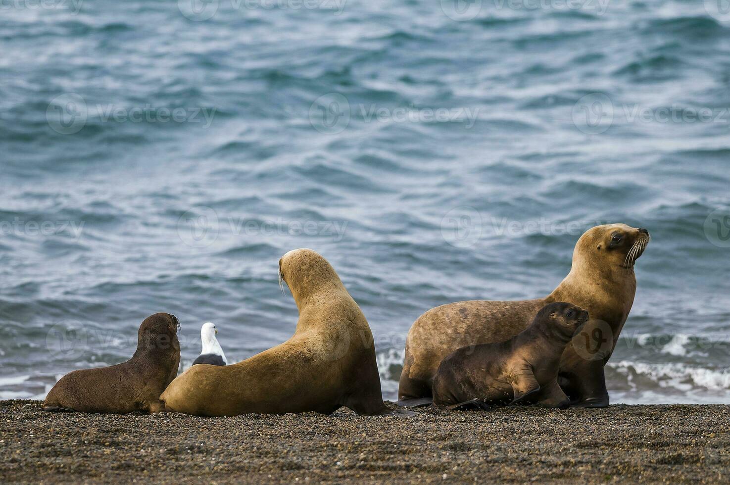 hembra mar león madre y cachorro, península Valdés, Patagonia, argentina foto