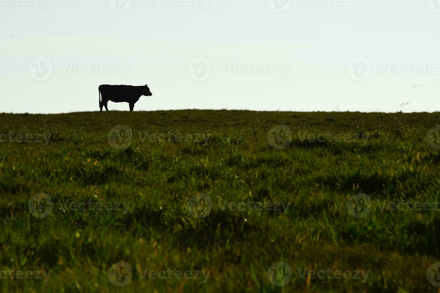 Countryside landscape with cows grazing, La Pampa, Argentina photo