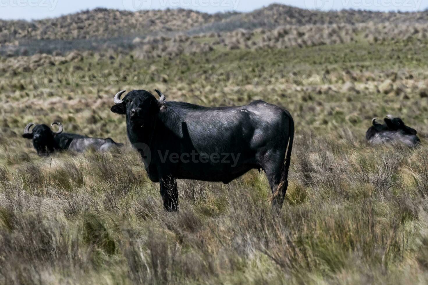 Water buffalo, Bubalus bubalis, species introduced in Argentina, La Pampa province, Patagonia. photo