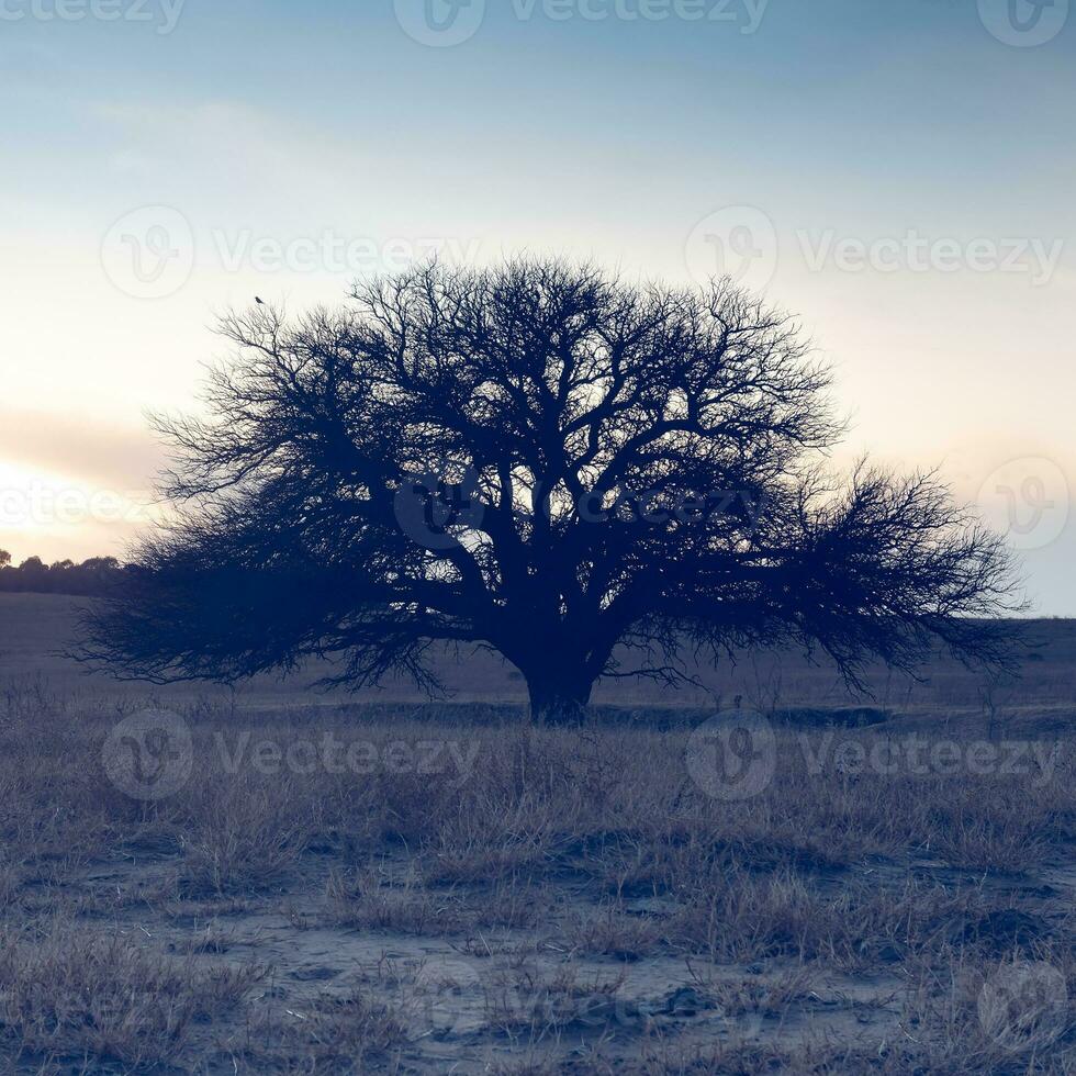 Pampas countryside landscape, La Pampa province, Patagonia, Argentina. photo