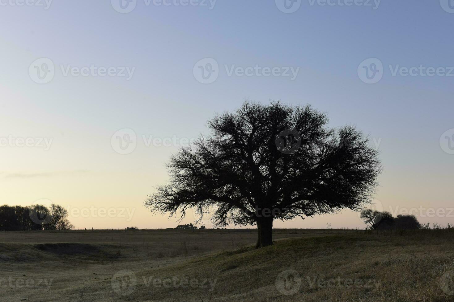 Flowered field in the Pampas Plain, La Pampa Province, Patagonia, Argentina. photo