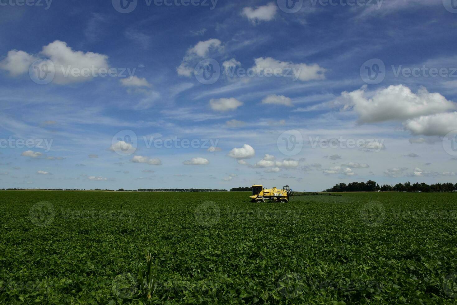 Soybean crop field , in the Buenos Aires Province Countryside, Argentina. photo