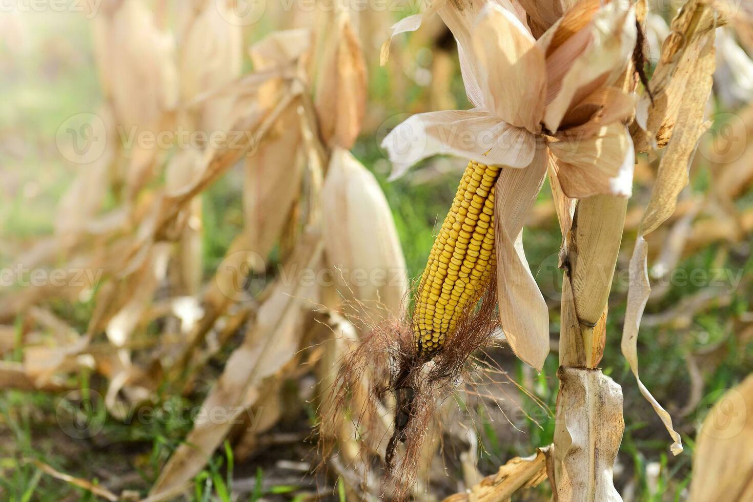 Corn cob growing on plant ready to harvest, Argentine Countryside, Buenos Aires Province, Argentina photo