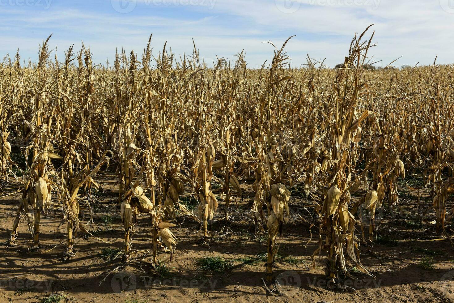 Corn cob growing on plant ready to harvest, Argentine Countryside, Buenos Aires Province, Argentina photo